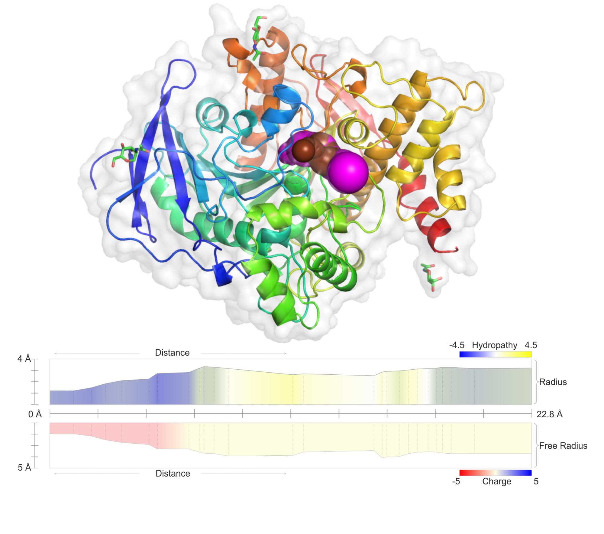 Channels of acetylcholinesterase (PDB ID: 1EVE)